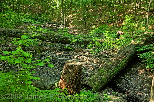 slides/CX052009_HDR06_001_2_3_4_5.jpg bob newhart cars firebird hawkins HDRI Jim Hawkins liberty trip newhart Summer Pond, Tatum Park, NJ