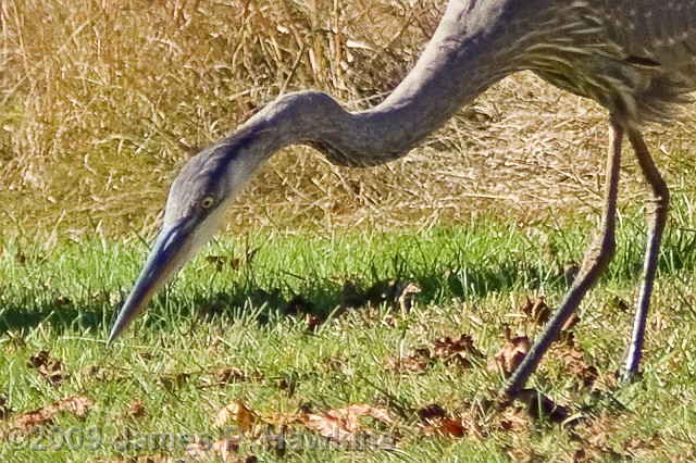 slides/Blu_Heron_110409_0006B.jpg Birds Hawkins Jim Hawkins Blue Heron at Turkey Swamp Park, Freehold, NJNovember 4, 2009