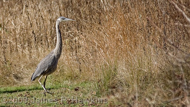 slides/Blu_Heron_110409_WIDE.jpg Birds Hawkins Jim Hawkins Blue Heron at Turkey Swamp Park, Freehold, NJNovember 4, 2009