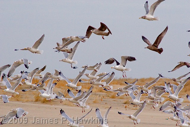 slides/C010106_0051.jpg Birds Hawkins Jim Hawkins Seagulls taking off at Sandy Hook, NJ