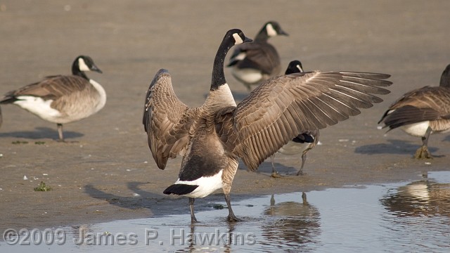 slides/C010906_0003.jpg Birds Hawkins Jim Hawkins Geese at Sandy Hook, Middletown, NJ