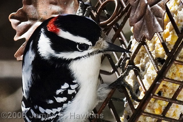 slides/C031807_140028C.jpg Birds Hawkins Jim Hawkins Downy Woodpecker on Suet Feeder, Middletown, NJ