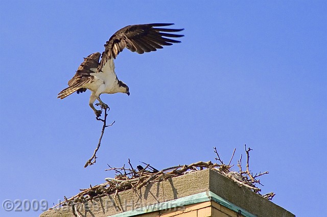 slides/C042506_0034B.jpg Birds Hawkins Jim Hawkins Osprey Building Nest in Chimney of Office Quarters, Fort Hancock, NJ