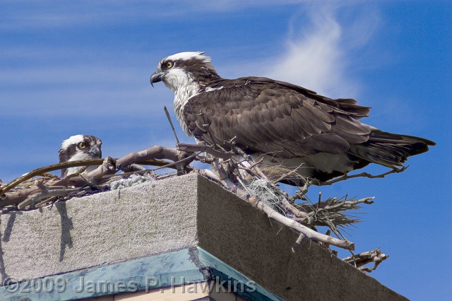 slides/C042706_0019X_8X12.jpg Birds Hawkins Jim Hawkins Osprey with Baby, Fort Hancock, Sandy Hook, NJ