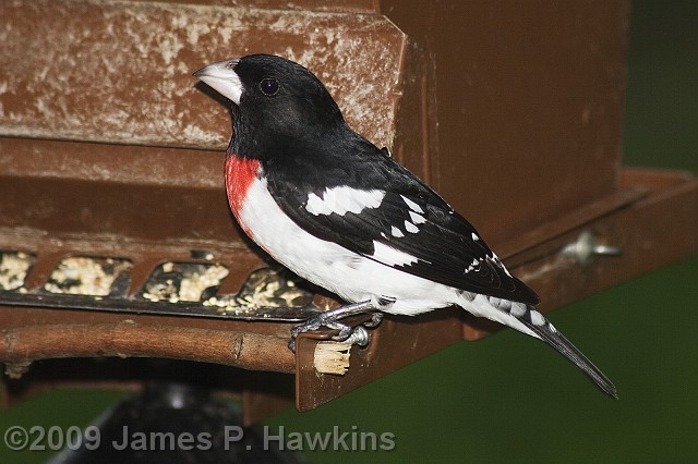 slides/C050207_185536.jpg Birds Hawkins Jim Hawkins Rose Breasted Grossbeak, Middletown, NJ He spent one day hanging around the yard on May 2, 2007.  Never sawone before and haven