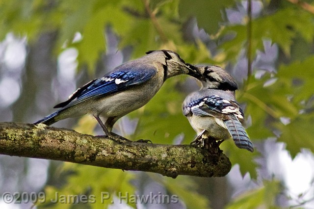 slides/C052105_0046B.jpg Birds Hawkins Jim Hawkins Blu Jay feeding young one.