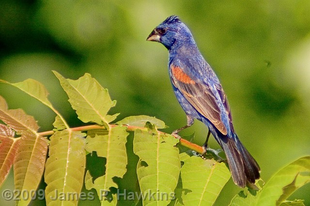 slides/C080205_0102.jpg Birds Hawkins Jim Hawkins Blue Grossbeak, Thompson Park, Lincroft, NJ