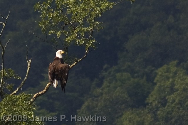 slides/C090706_0067C.jpg Birds Hawkins Jim Hawkins Bald Eagle on the Delaware River at Lackawaxen, PA