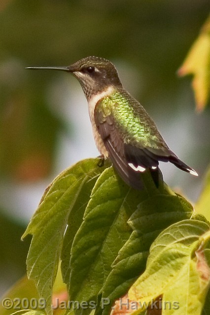 slides/C092305_0070.jpg Birds Hawkins Jim Hawkins Hummingbird, Elkland, MO