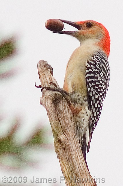 slides/C092505_0009.jpg Birds Hawkins Jim Hawkins Red-bellied Woodpecker, Elkland, MO