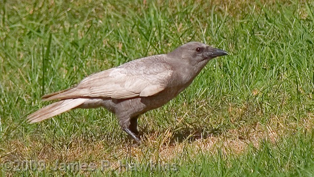 slides/C100305_0022.jpg Birds Hawkins Jim Hawkins Partial Albino Crow  Tatum Park, NJ