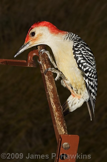 slides/C121906_0021C.jpg Birds Hawkins Jim Hawkins Red-Bellied Woodpecker, Middletown, NJ