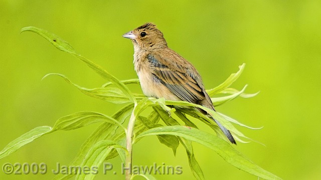 slides/CB062306_0010.jpg Birds Hawkins Jim Hawkins Female Blue Grossbeak,  Thompson Park, Lincroft, NJ