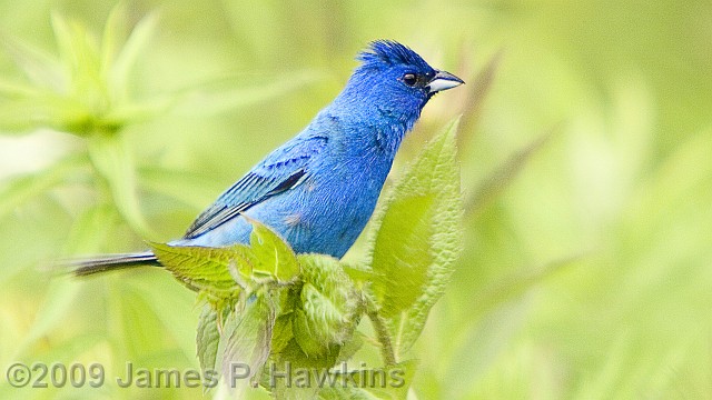 slides/CB062306_0071C.jpg Birds Hawkins Jim Hawkins Blue Bunting  Thompson Park, Lincroft, NJ