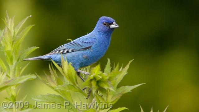 slides/CB062306_0076.jpg Birds Hawkins Jim Hawkins Blue Bunting,  Thompson Park, Lincroft, NJ