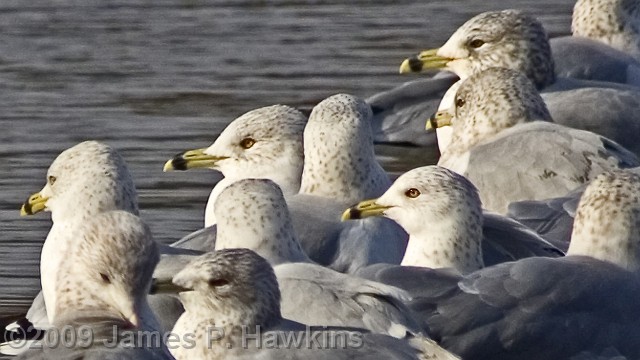 slides/CX011208_0001B.jpg Birds Hawkins Jim Hawkins Seagulls at Carnegie Lake, Princeton, NJ