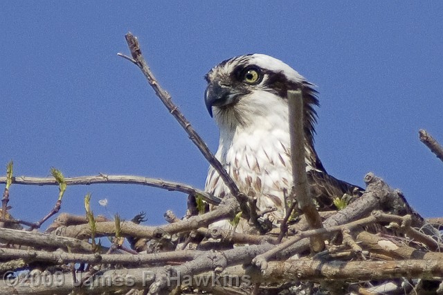 slides/CX050108_0004B.jpg Birds Hawkins Jim Hawkins Osprey at Fort Hancock, Sandy Hook, NJ