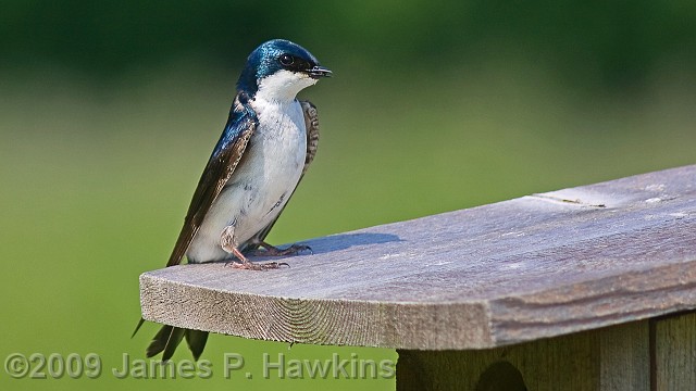 slides/CX060809_0003.jpg Birds Hawkins Jim Hawkins Tree Swallow, Thompson Park, Lincroft, NJ