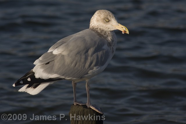 slides/CX110507_0012.jpg Birds Hawkins Jim Hawkins Seagull